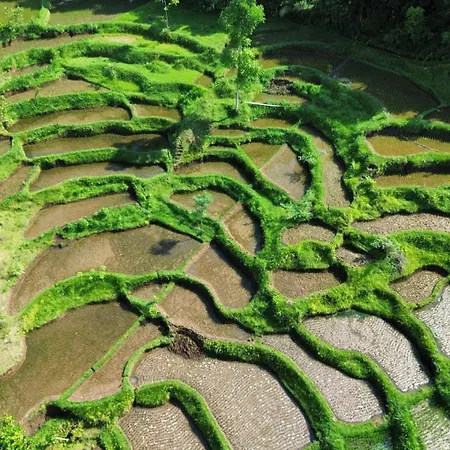 Tetebatu Rice Field Bliss Villa Exterior photo