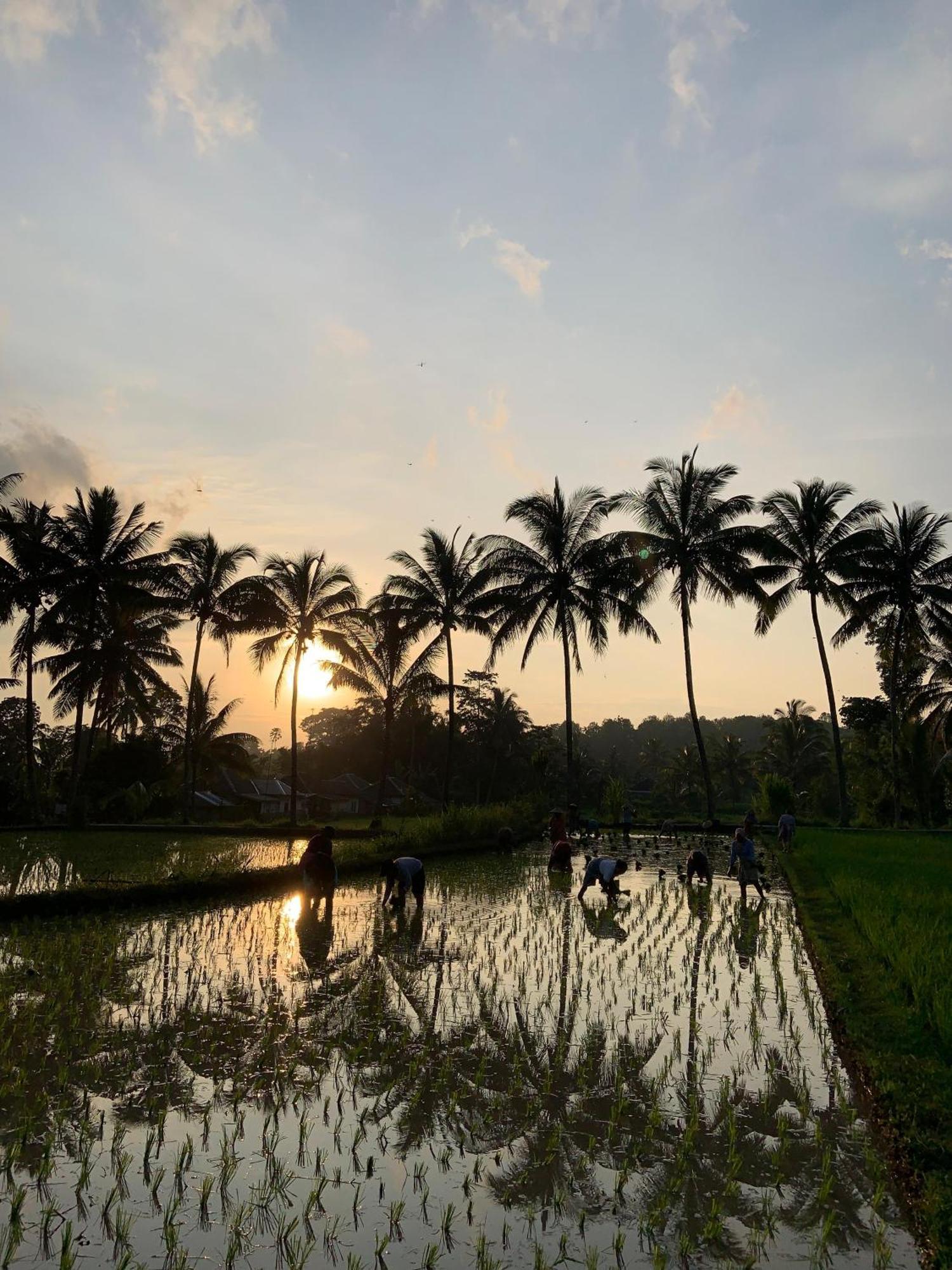 Rice Field Bliss *