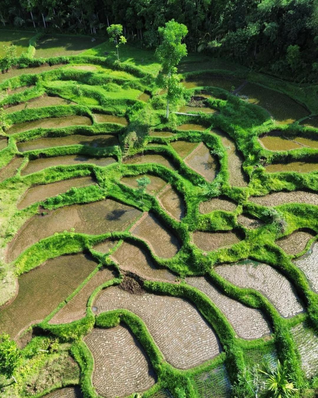 Rice Field Bliss Séjour à la ferme Tetebatu