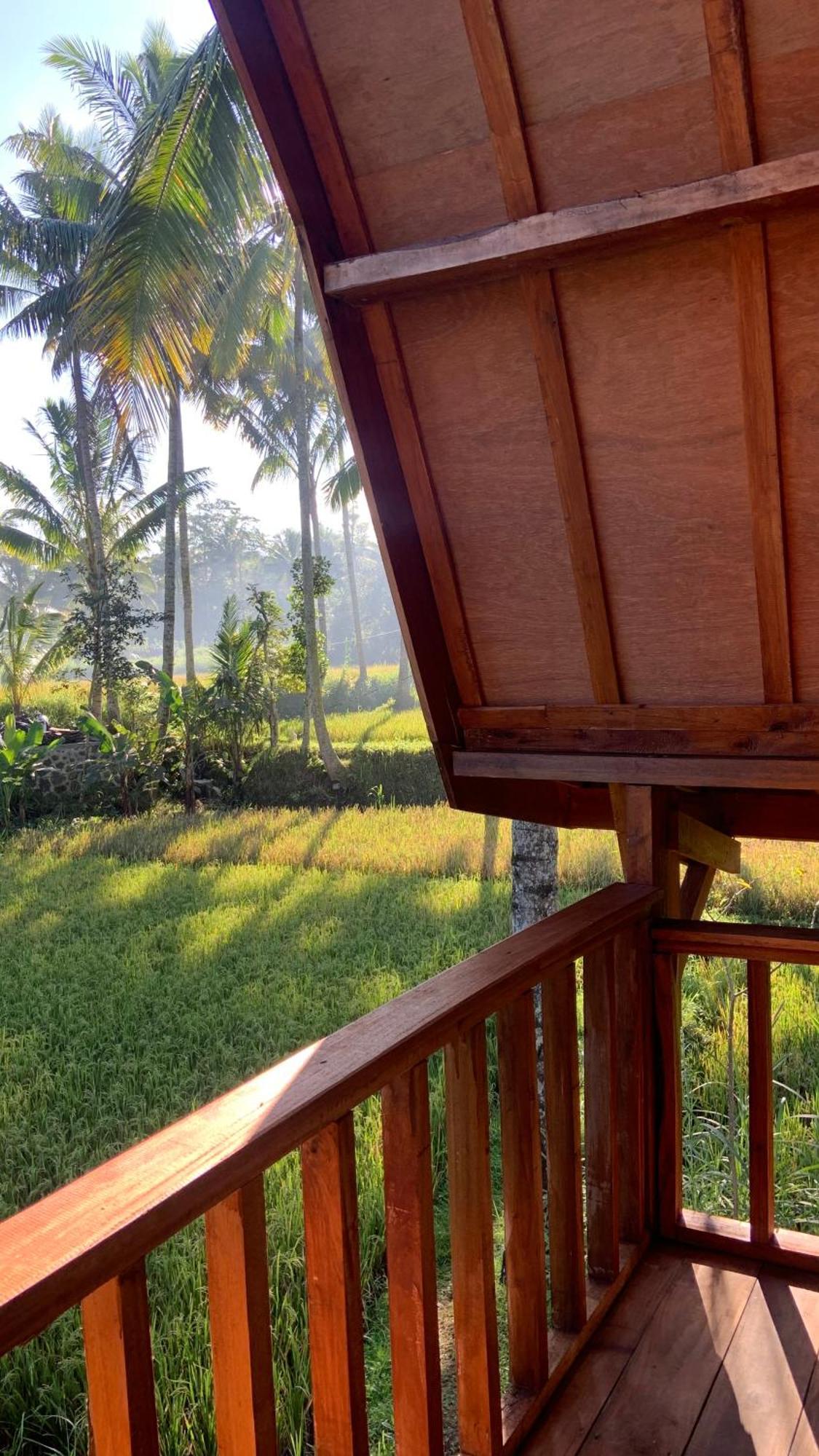 Rice Field Bliss *